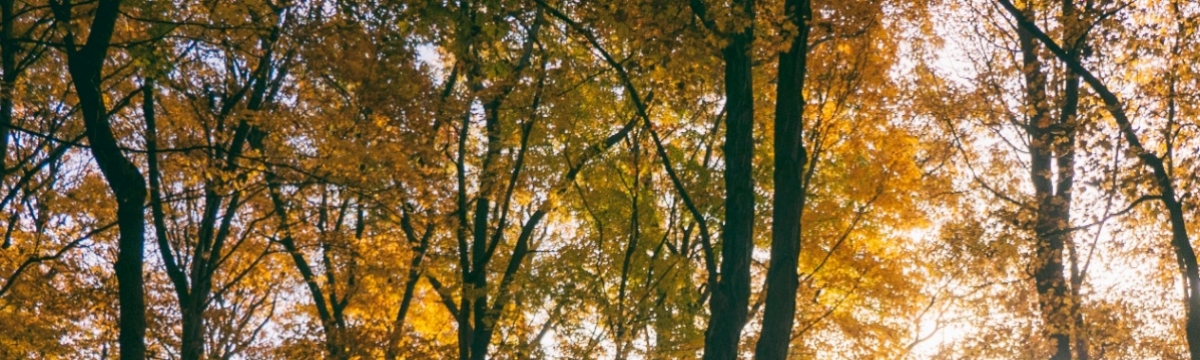 banner image